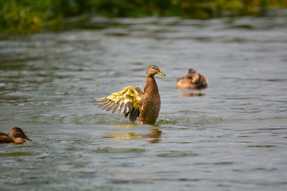 Ducks swimming at Yankee Springs Recreation Area