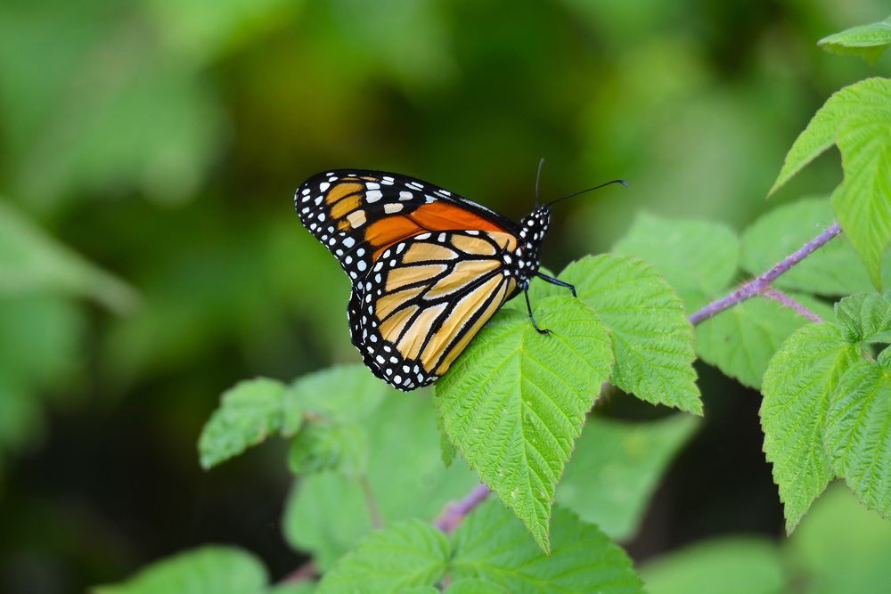 Butterfly on a leaf at Yankee Springs Recreation Area
