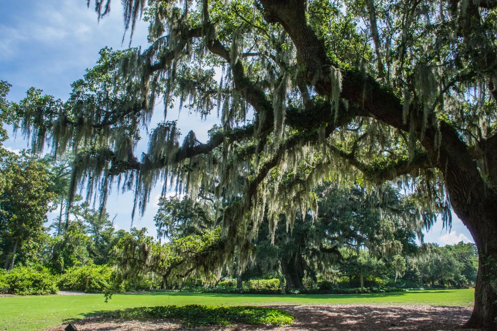 Tall trees at Airlie Gardens