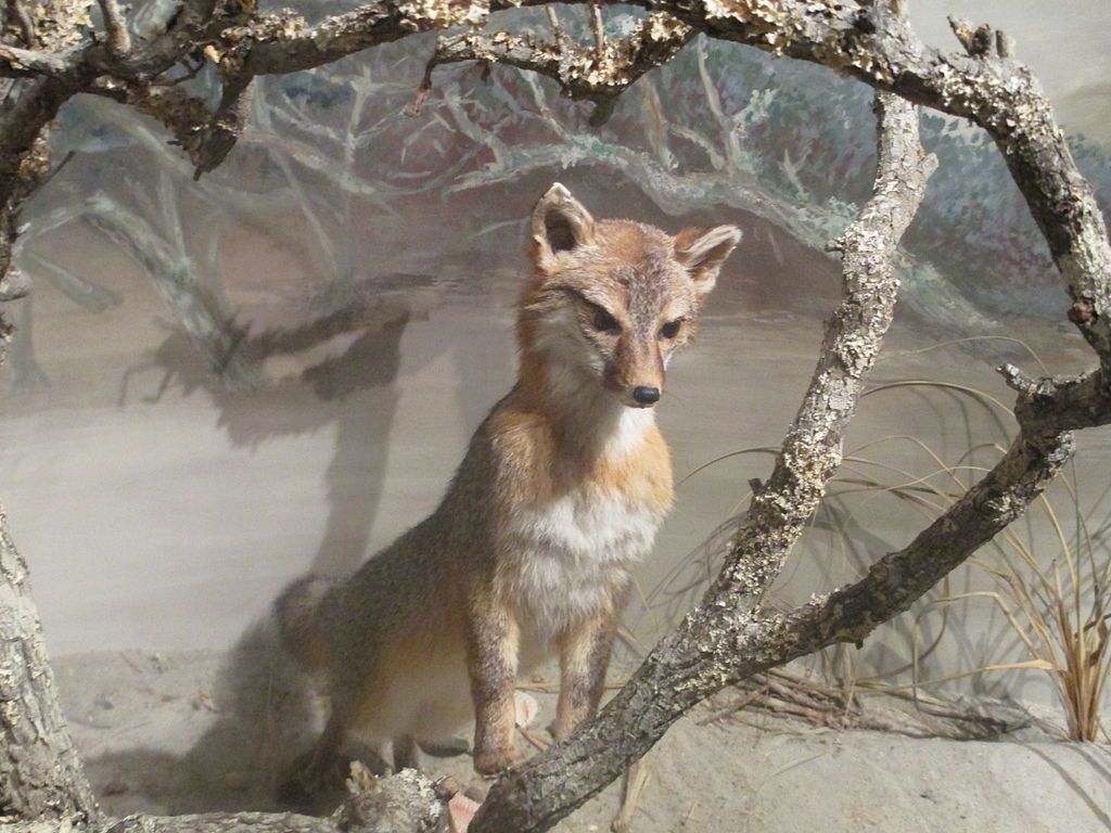 A fox displayed in Cape Fear Museum