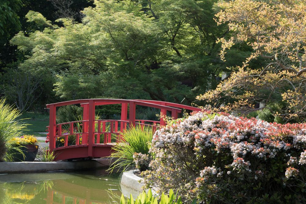 An arched bridge at New Hanover County Arboretum