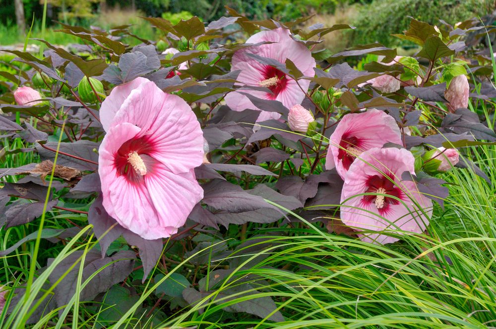 Pink hibiscus flowers at New Hanover County Arboretum