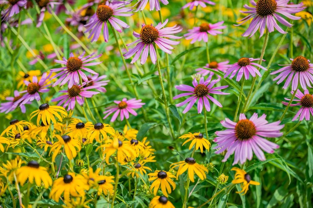 Beautiful flowers at Holden Arboretum