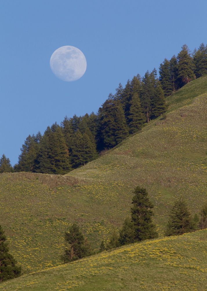 View of Umatilla National Forest