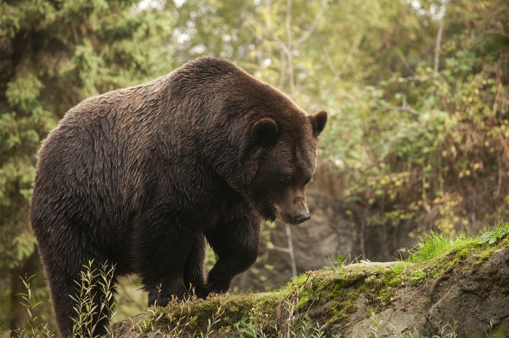 Woodland Park Zoo
