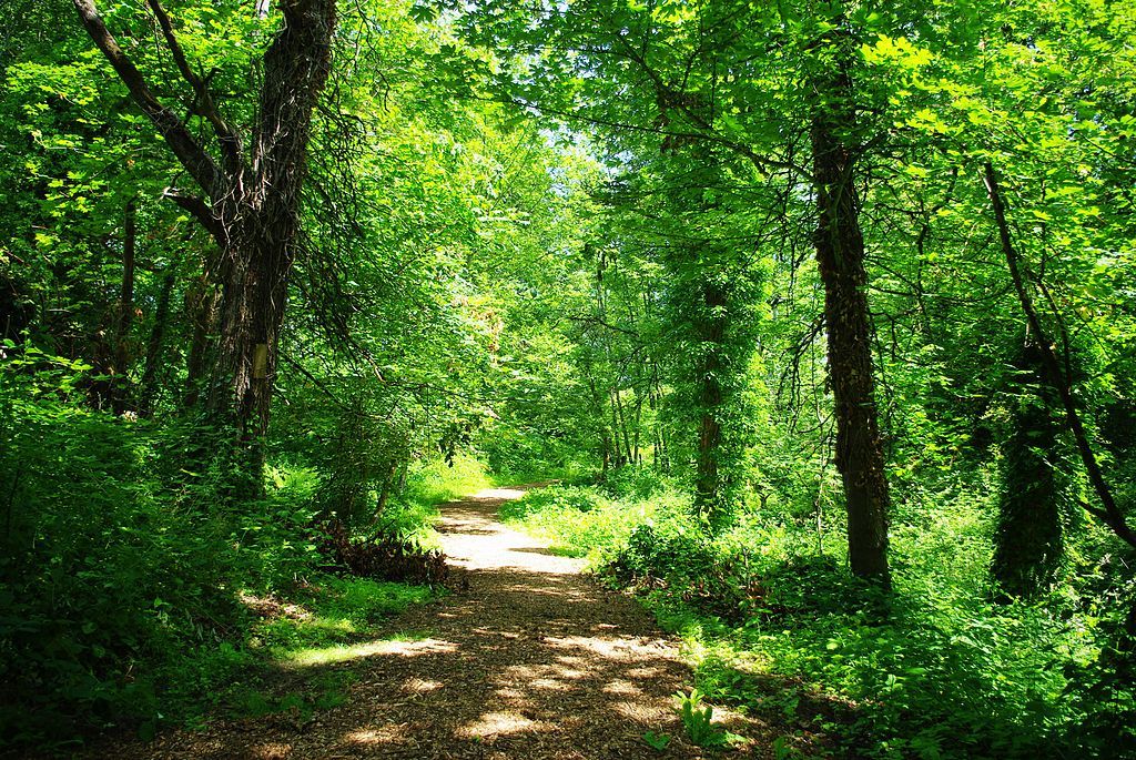 Nature trail at Memorial Park