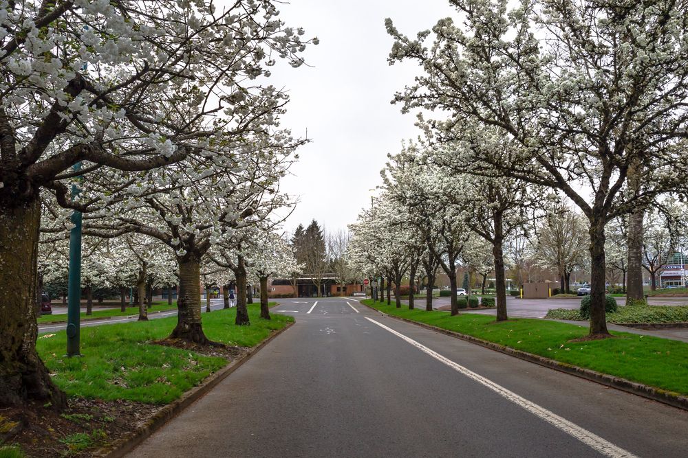Road loop of Wilsonville Town Center