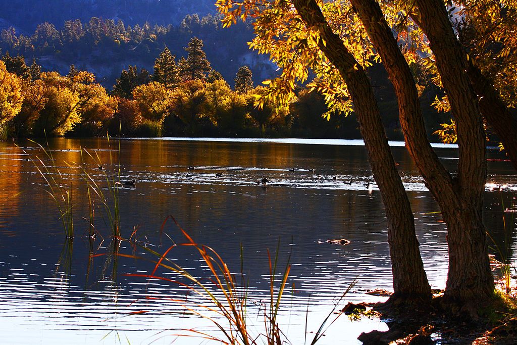 Ducks swimming on Jackson Lake