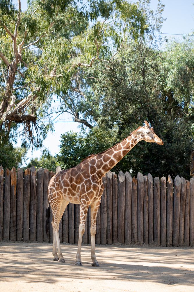 A giraffe at Sacramento Zoo