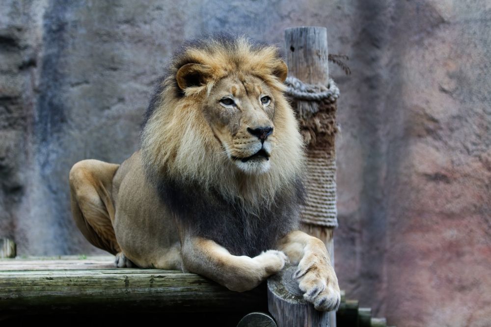 A lion at Sacramento Zoo