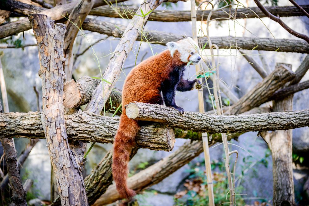 A red panda at Sacramento Zoo