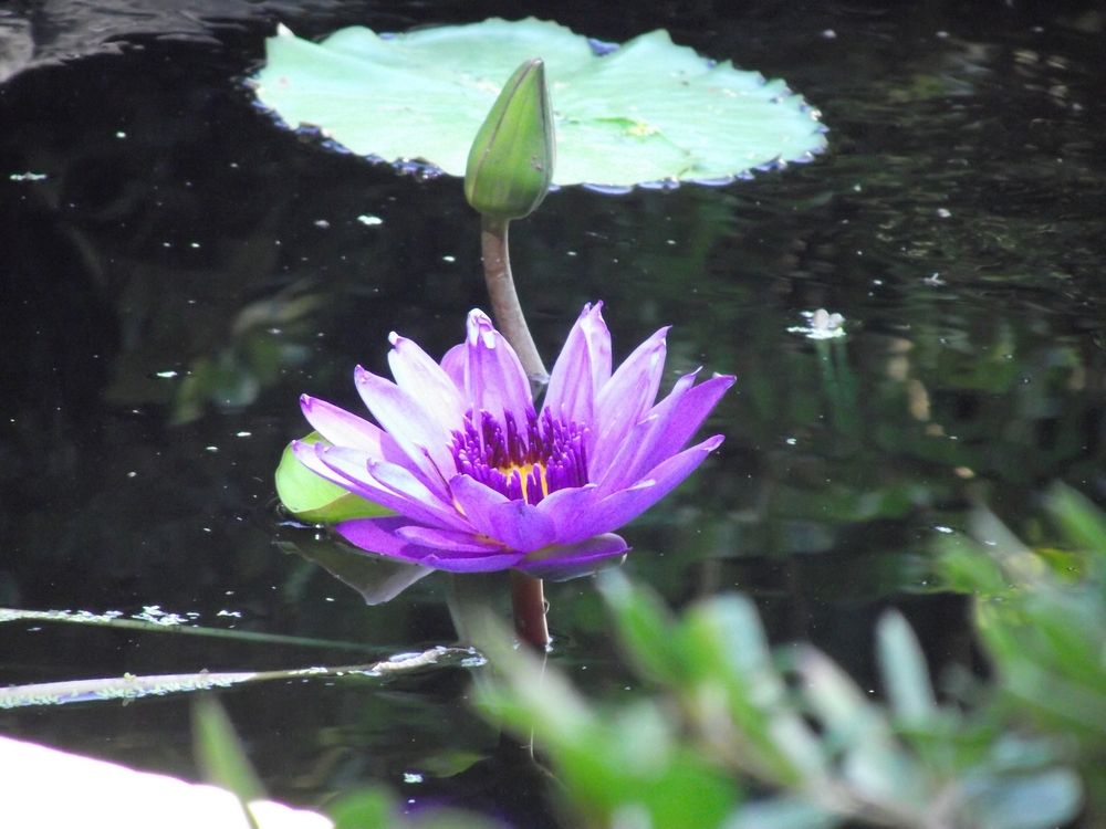 A flower on Chandor Gardens pond