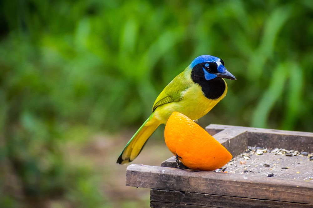 Green jay at Estero Llano Grande State Park
