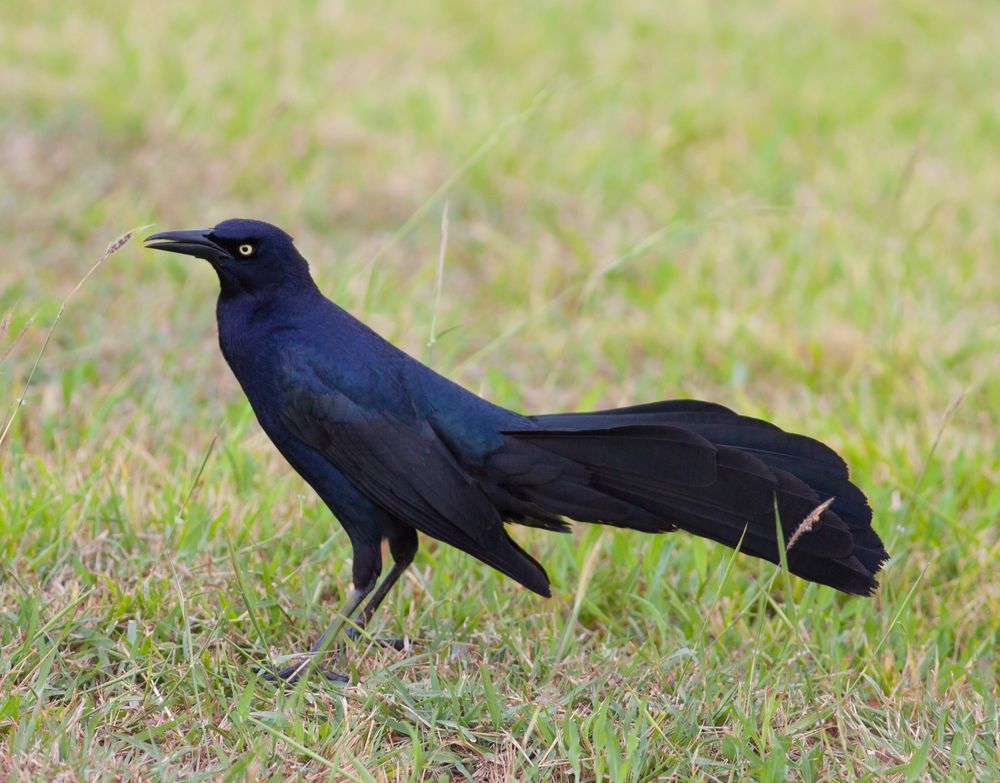 Male Great-tailed Grackle at Estero Llano Grande State Park