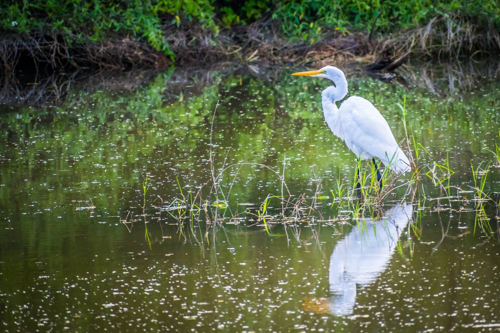 Great egret at Frontera Audubon Society's marshland