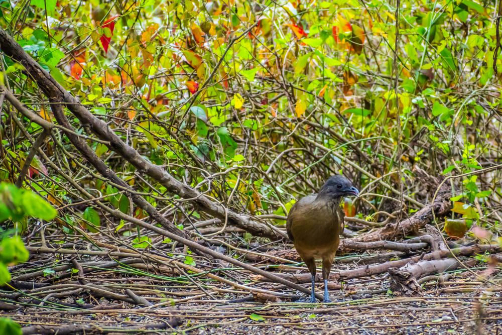 Plain Chachalaca bird at Frontera Audubon Society