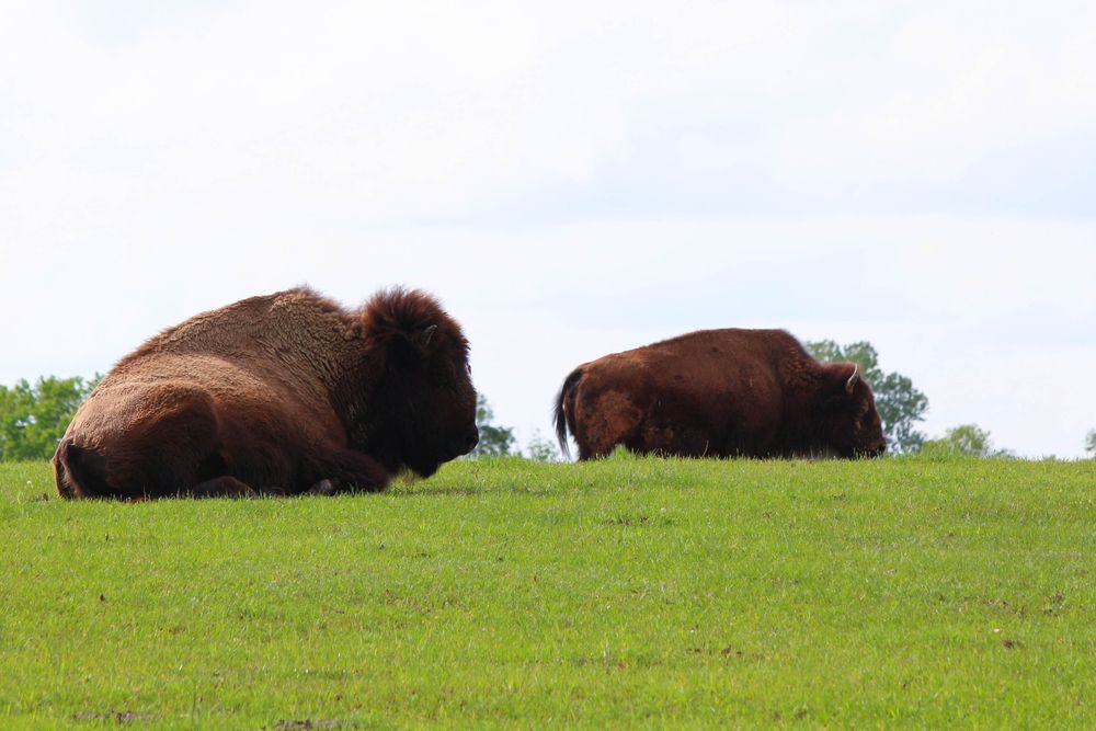 Resting buffalos at Mineola Nature Preserve