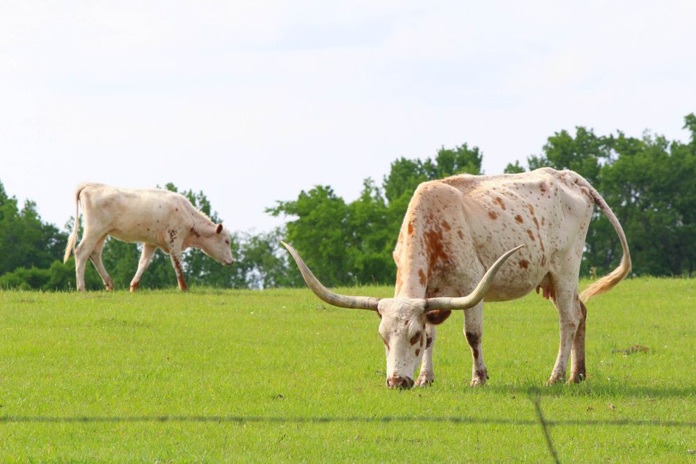 Longhorns grazing at Mineola Nature Preserve