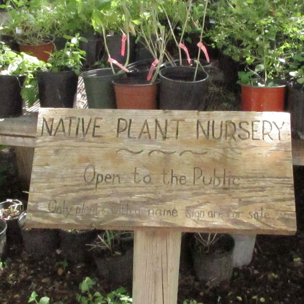Native plant at Valley Nature Center