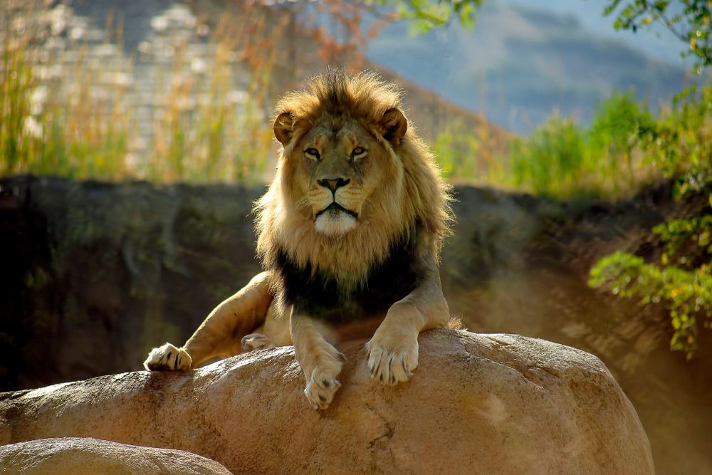 A lion at Hogle Zoo