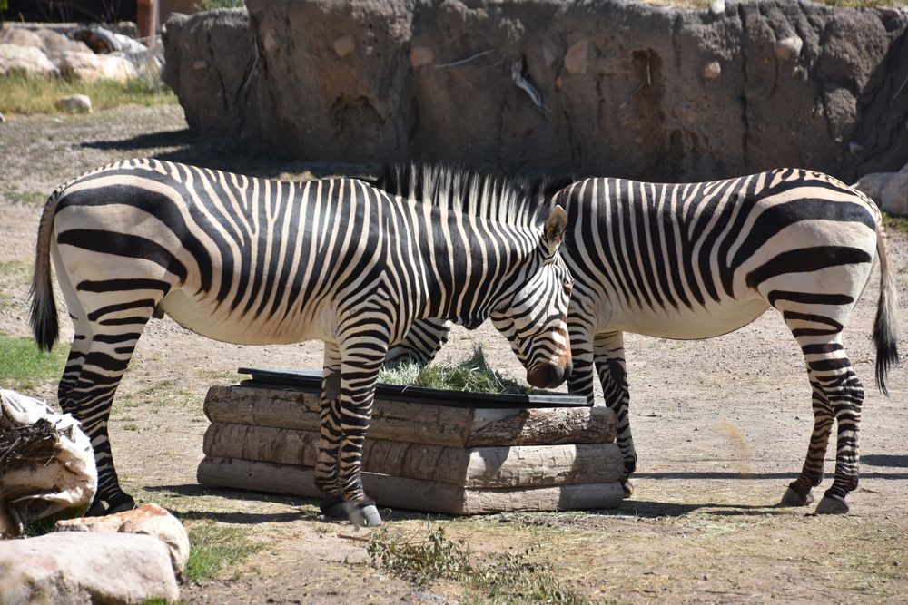 Zebras at Hogle Zoo