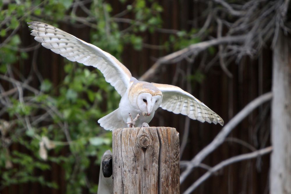 A barn owl at Hogle Zoo