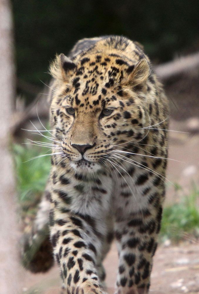 An endangered leopard at Hogle Zoo