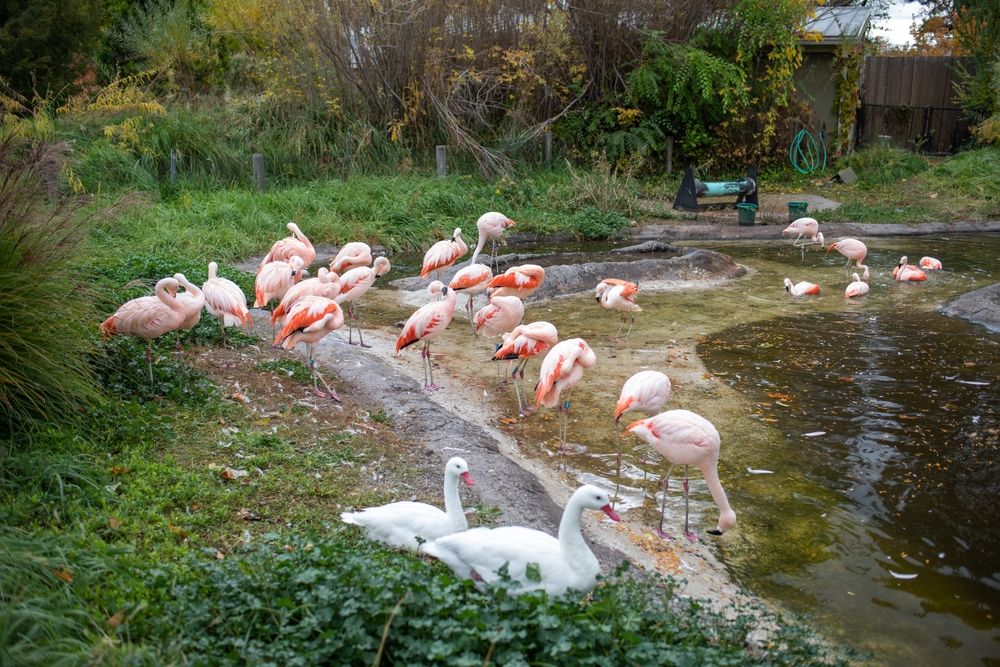 Flamingos at Tracy Aviary & Botanical Garden