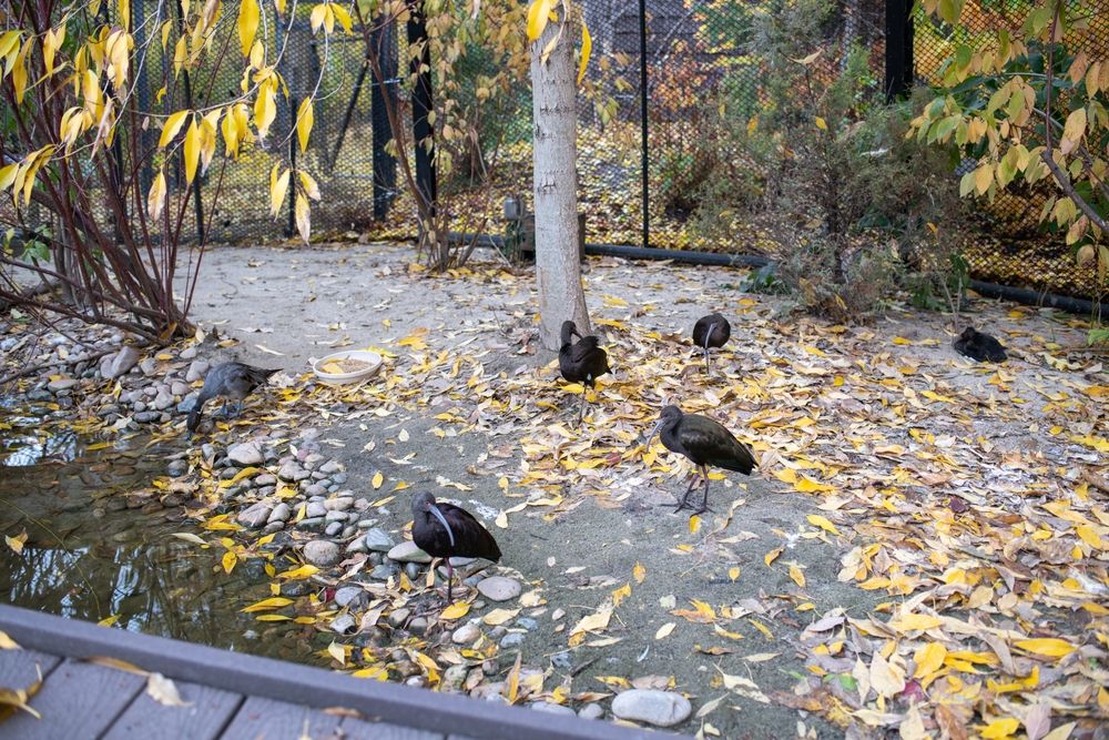 Birds at Tracy Aviary & Botanical Garden