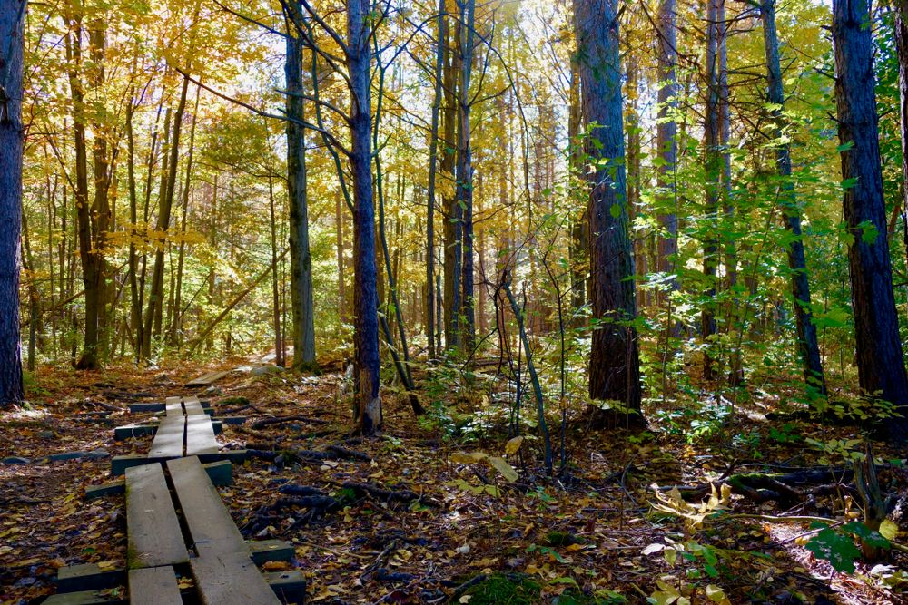 Boardwalk trail at Five Tree Hill Country Park
