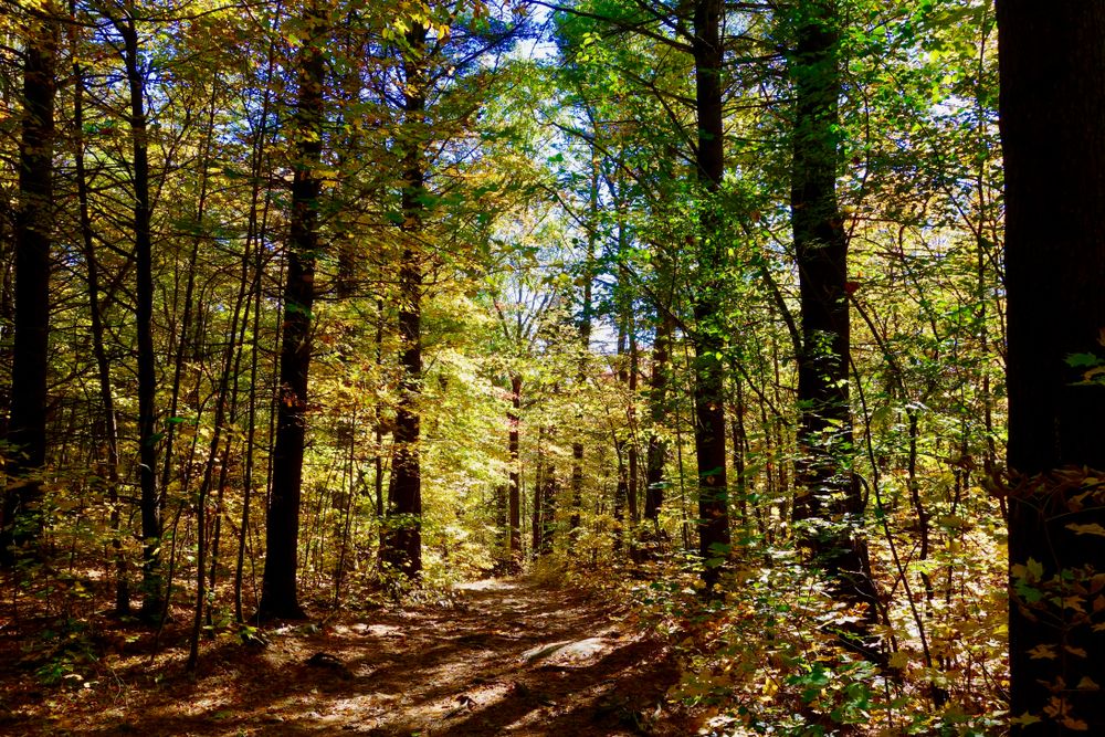 Fall foliage at Five Tree Hill Country Park