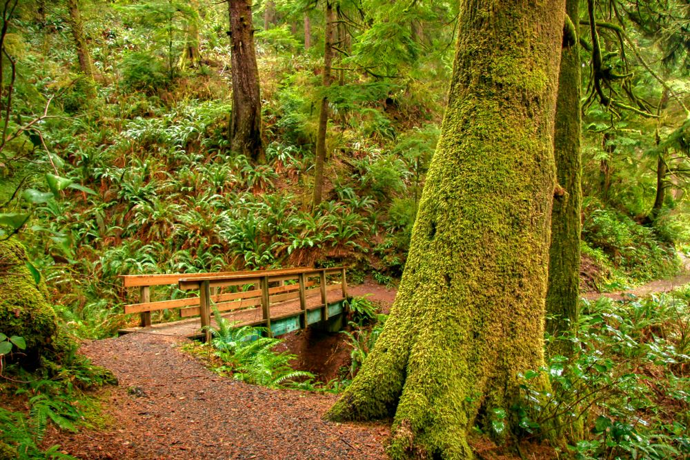 A short trail bridge at Cape Perpetua