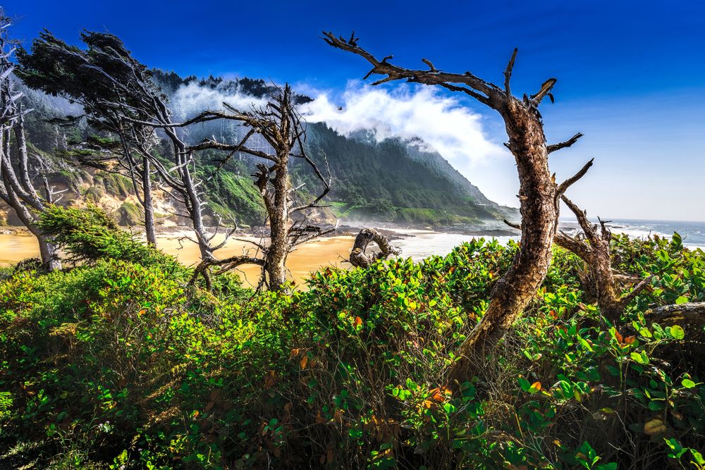 Dried trees and colorful plants near Devils Churn
