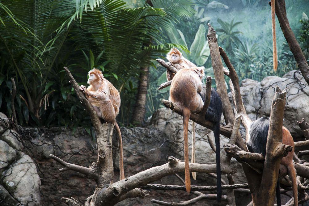 Ebony langurs at Bronx Zoo