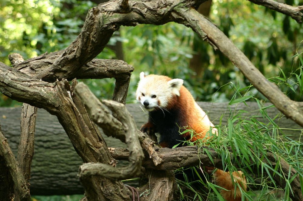 Red panda at Bronx Zoo