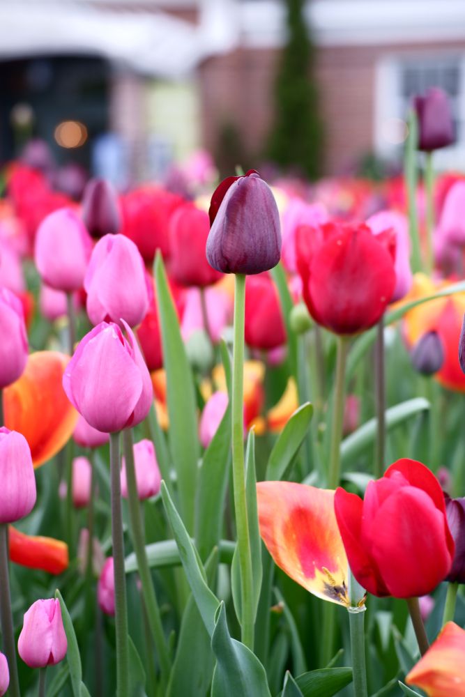 Vibrant tulips at Wave Hill