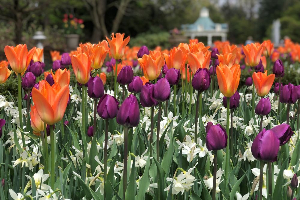 Vibrant tulips at Fellows Riverside Gardens