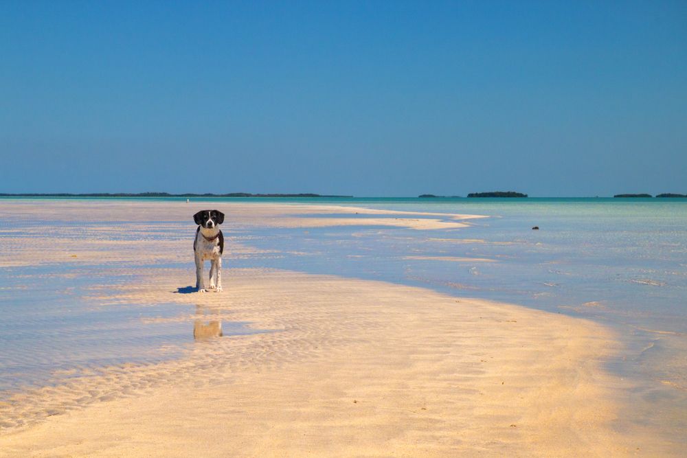 A Dog in Dog Beach, Key West