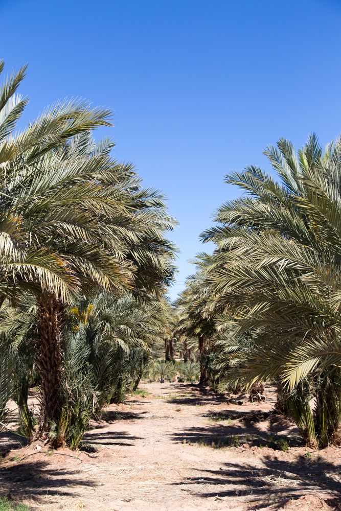 Rows of date palm trees