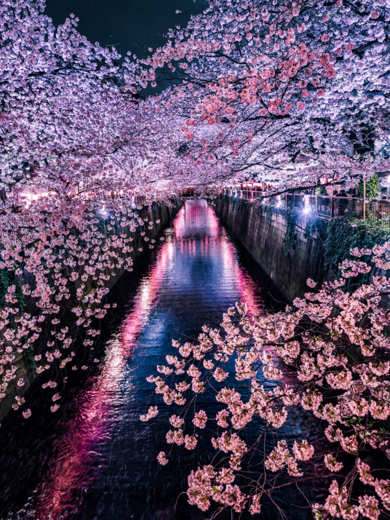 Cherry Blossom Magic Along Meguro River