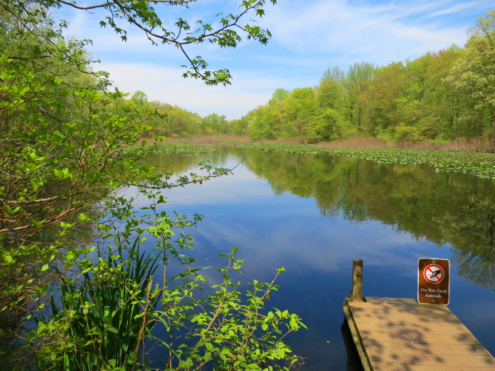 Tenafly Nature Center in Bergen County, NJ