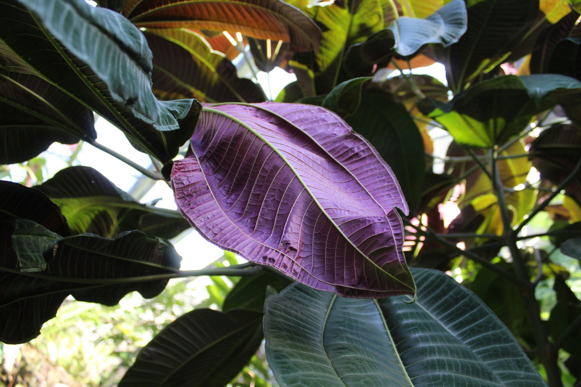 Fairchild Tropical Botanic Garden