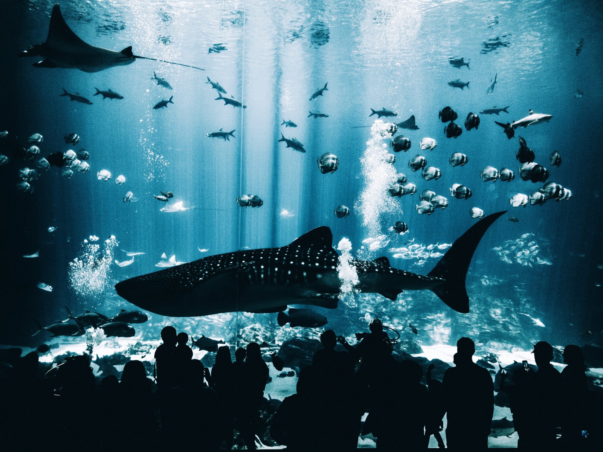 Georgia Aquarium in Atlanta, GA