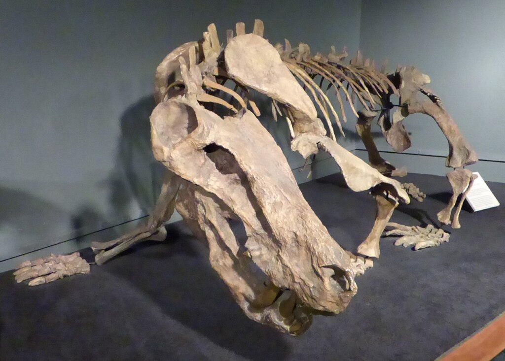 Arizona Museum of Natural History