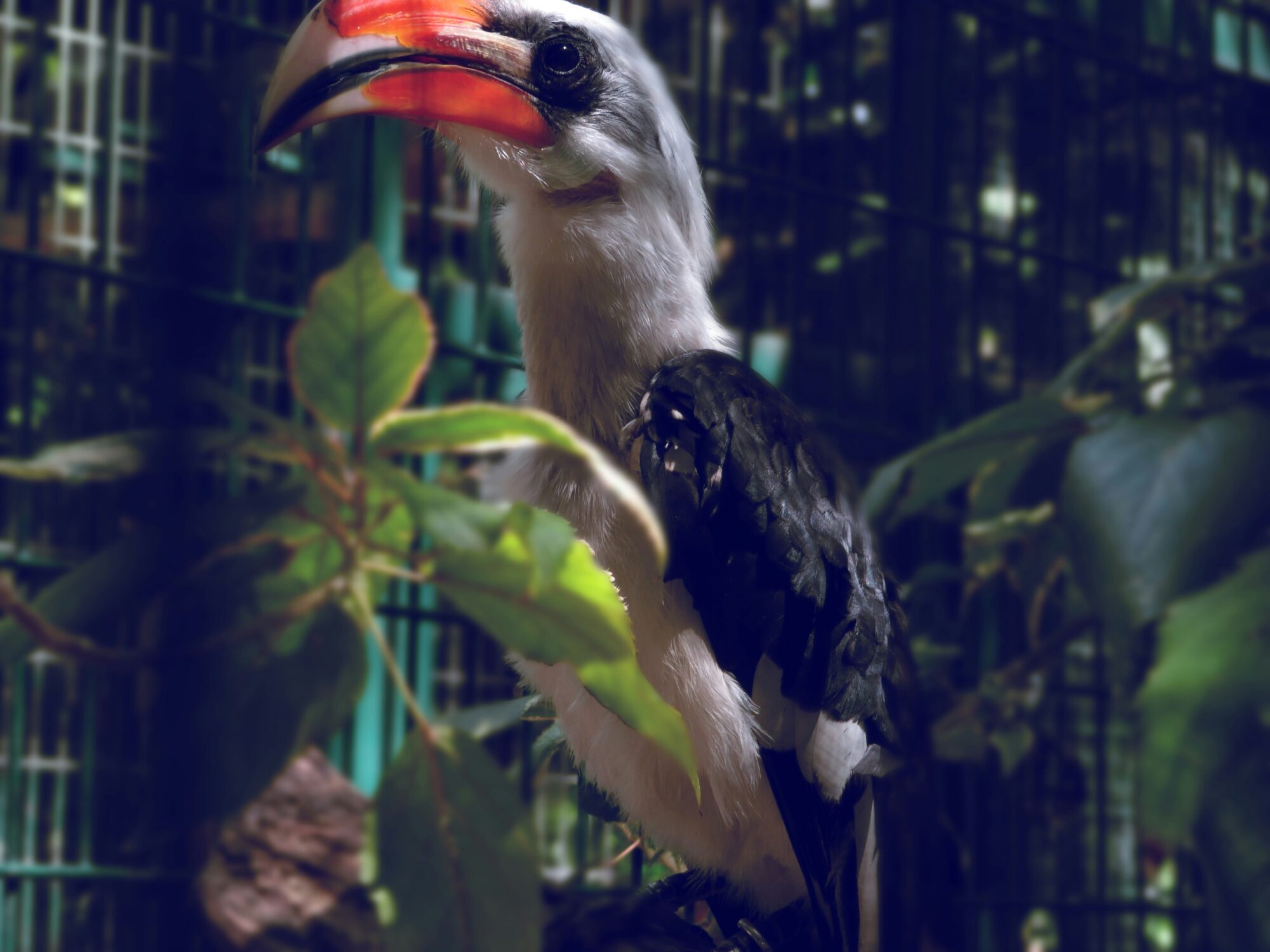 Jungle Island