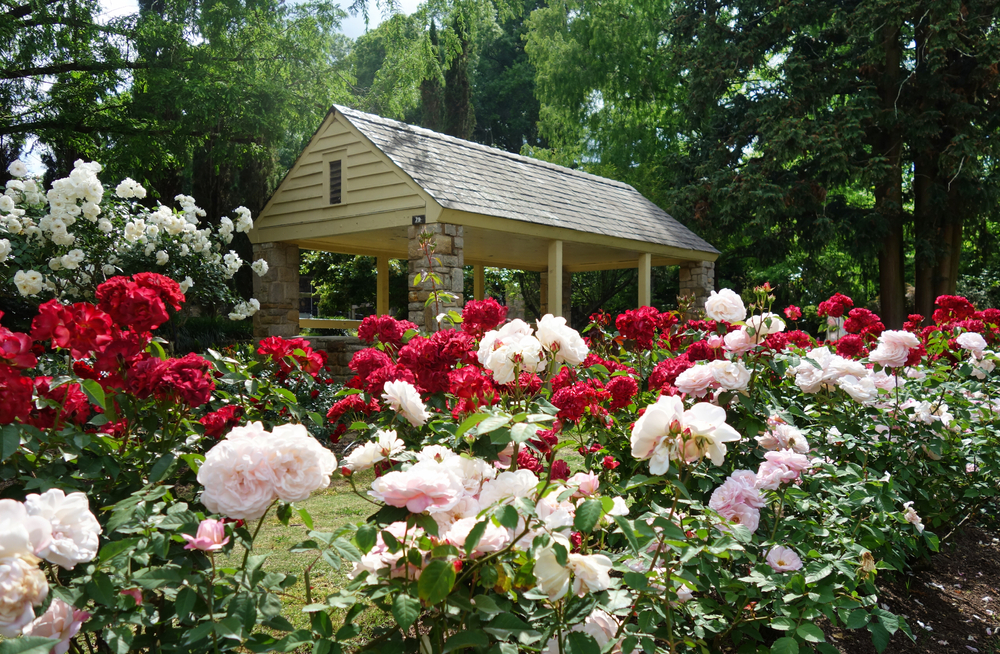 Raleigh Rose Garden