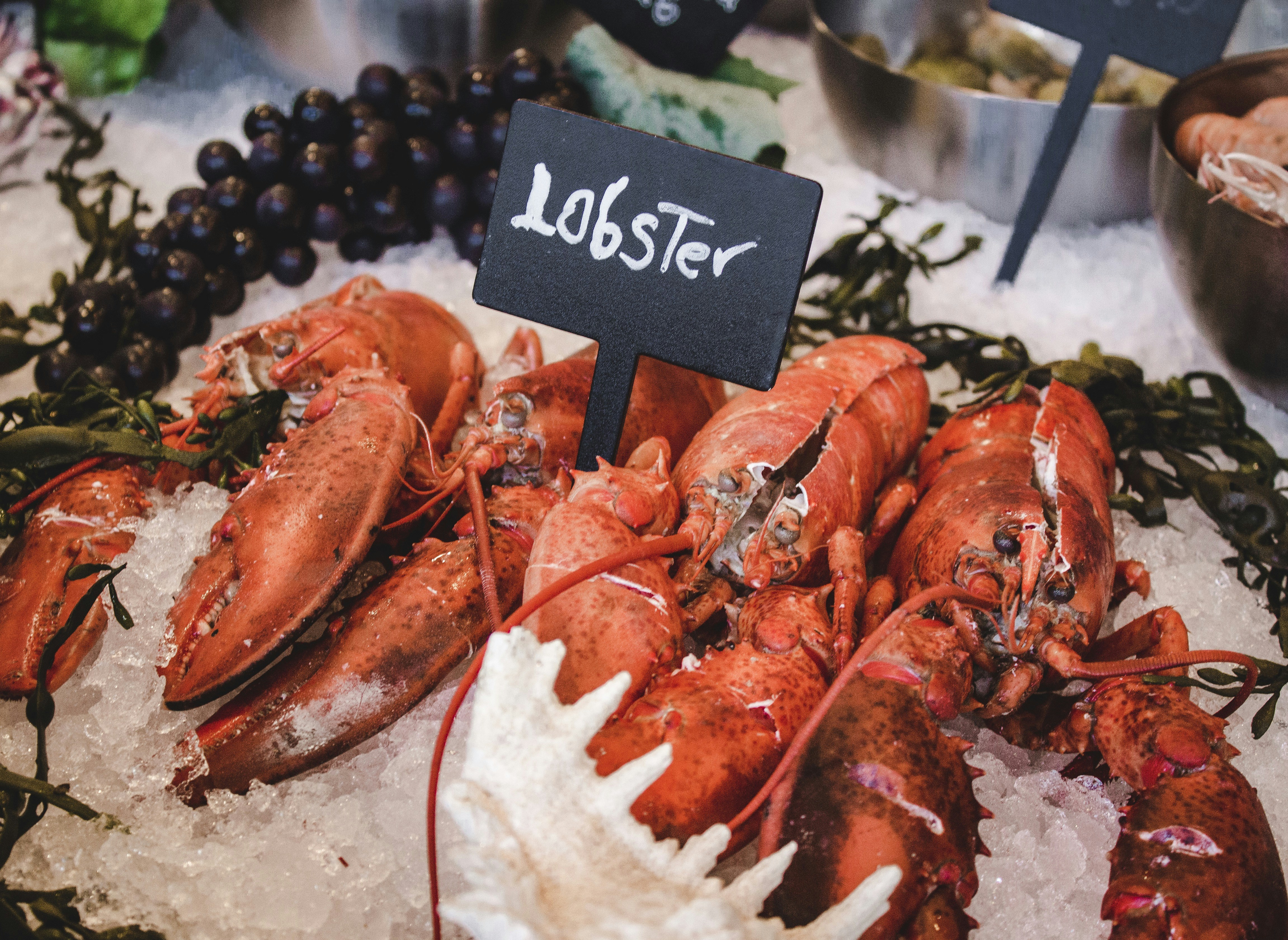 Steaming fresh Maine lobster - great restaurants in Kennebunkport Maine 